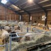 Moutons dans la bergerie d’Animalaine, à l’abri pour l’hiver