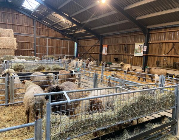 Moutons dans la bergerie d’Animalaine, à l’abri pour l’hiver